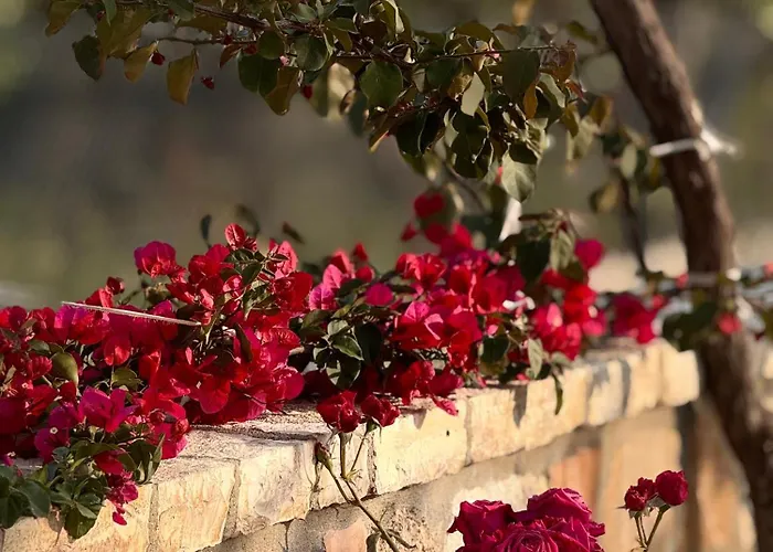 Apartman Belvedere &